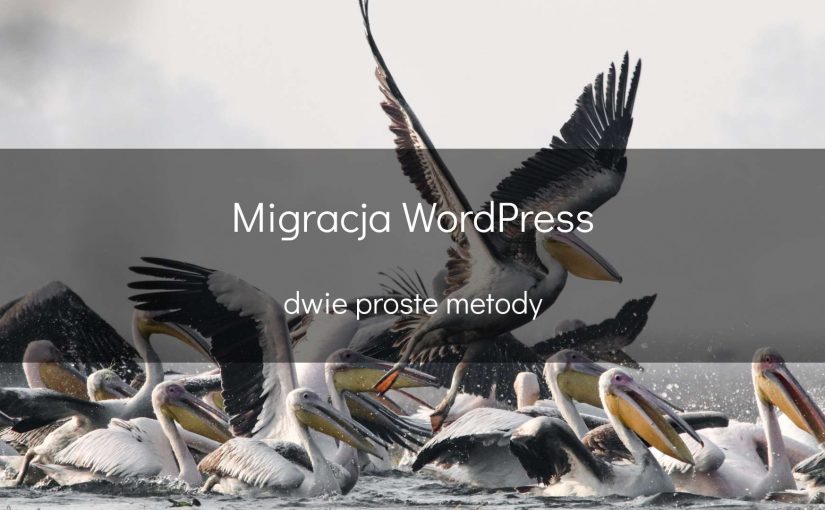 Migracja WordPress - okładka