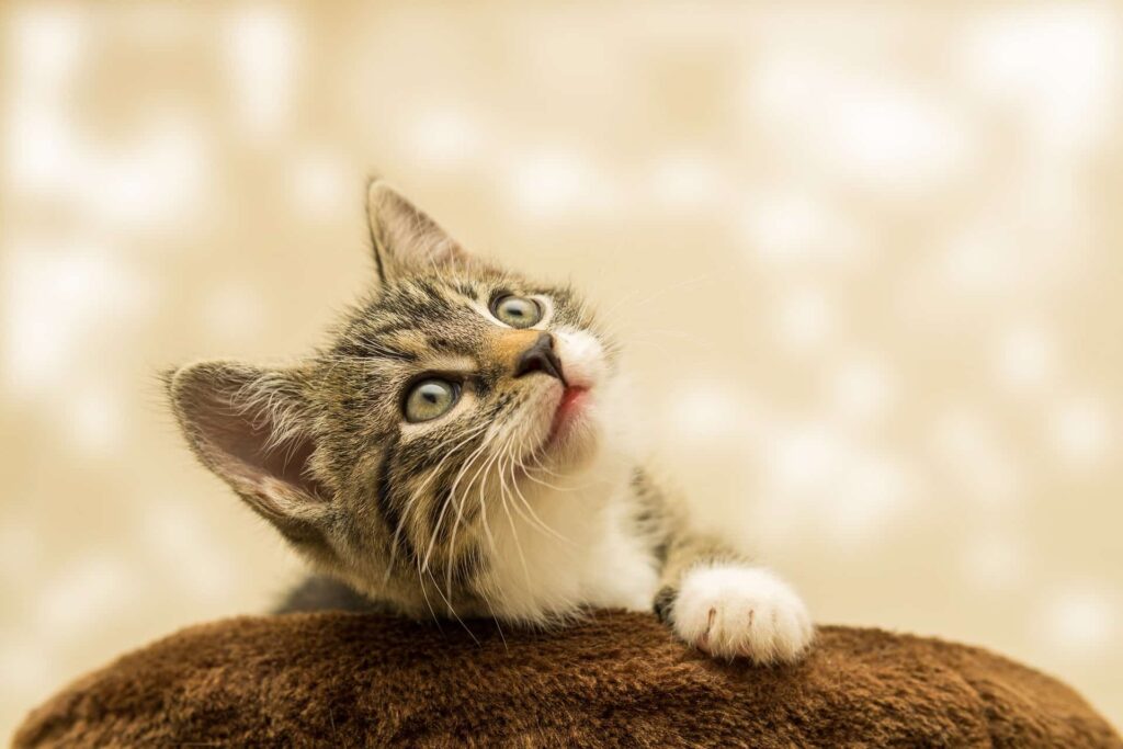 Logiem Yarna jest kotek - ale nie aż tak ładny jak ten an zdjęciu :)